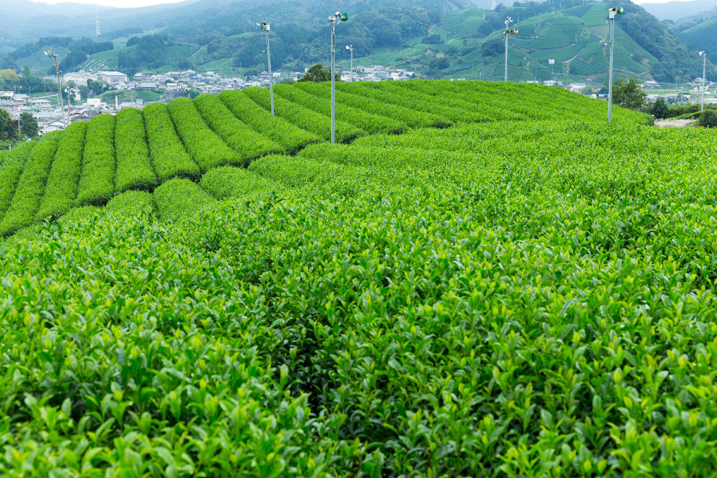 绿茶赴港IPO：2020年亏损超五千万 今年计划开店60间(图1)