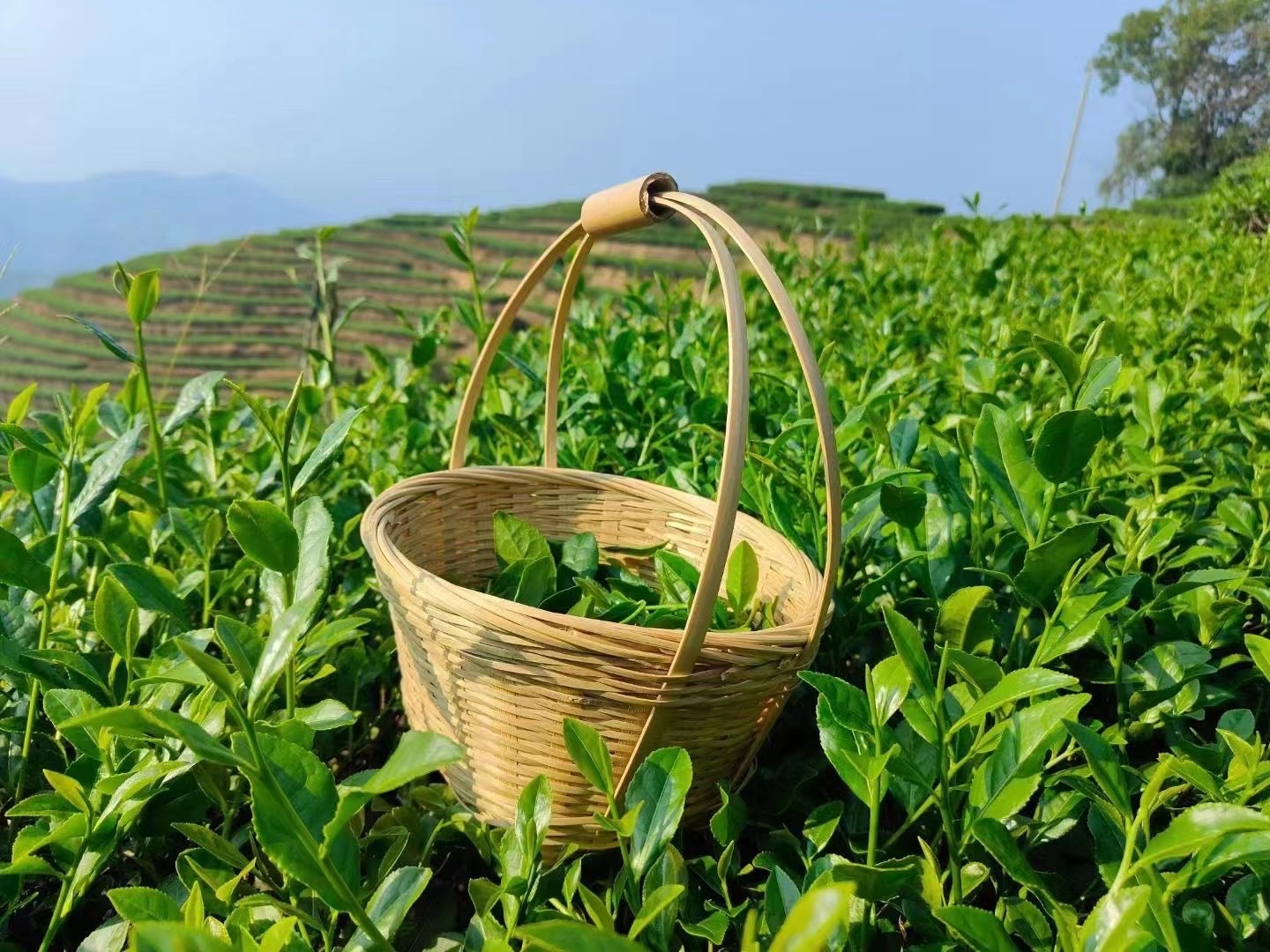 普洱茶交易市场线上平台：便捷购茶新选择(图1)